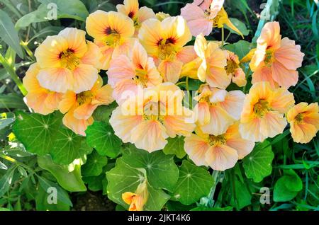 Nasturtium en fleurs dans le jardin d'été. Magnifique paysage floral romantique avec des fleurs délicates d'une couleur jaune-rose inhabituelle. Floriculture et Banque D'Images