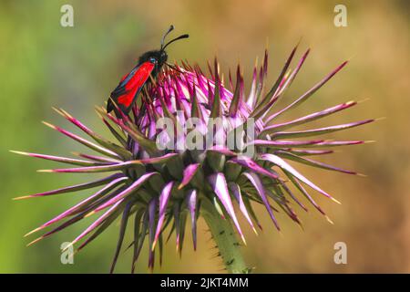 Fleur de chardon au lait violet avec un insecte de papillon coloré à six taches de Burnett Zygyena filipendulae. Banque D'Images