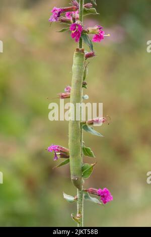 Papillon pepté, Biston betularia, chenille de l'anse sur la tige de Purple Loosestrife, Lythrum salicaria, Sussex, Royaume-Uni, août Banque D'Images