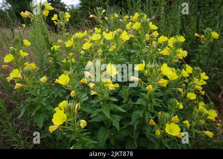 Oenothera biennis ou primevre-commune croissant comme une fleur sauvage en Allemagne. Cette plante est originaire de l'Amérique du Nord. C'est une usine avec beaucoup d'autres n Banque D'Images