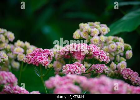 A selective focus shot of Hawthorn flowers Stock Photo