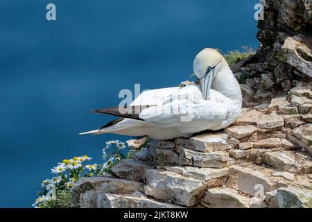 A selective focus shot of a Gannet bird resting on a small pile of rocks Stock Photo