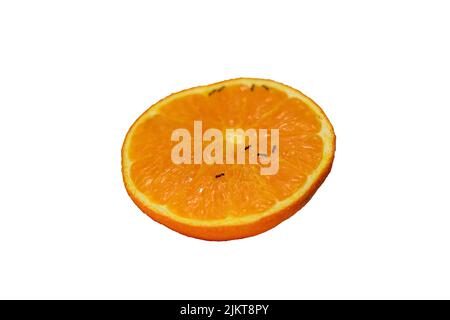 Picture of Isolated Orange Slice with Tiny Black Ants on Top on White Background for Insecticide Pesticide Text Stock Photo
