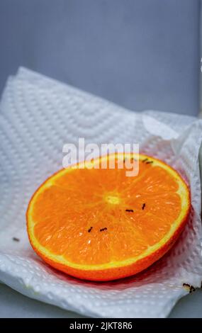 Picture of Vertical Photo of a Natural Pesticide Against Ants Half Orange Pulp Home Remedy for Insects Banque D'Images