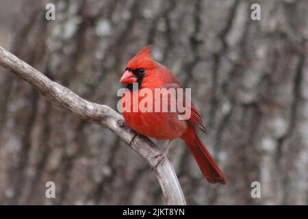 A selective focus shot of a red cardinal bird perching on twig Stock Photo