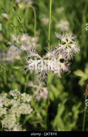 A vertical close-up shot of some carnation lushes growing in the field. Stock Photo