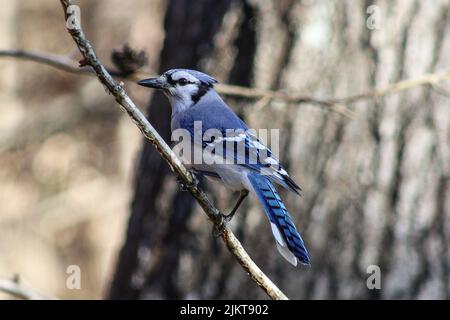 A selective focus shot of a blue jay bird perching on twig Stock Photo