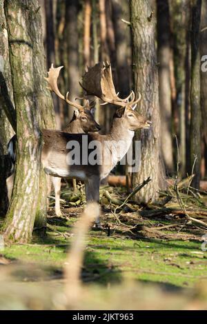 A vertical shot of two deers standing standing in the woods on a sunny day. Stock Photo