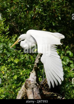 A vertical macro shot of a white Great egret perched on the cut-down tree Stock Photo