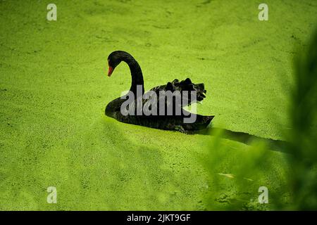 A lone black swan cruising on a duckweed covered pond in a park Stock Photo