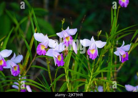 A closeup shot of beautiful orchid flowers blooming in a garden against a blurred background Stock Photo