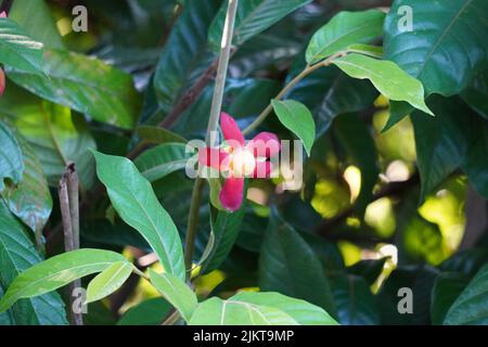 A closeup shot of a blooming Magnolia flower with bright green leaves in a garden Stock Photo