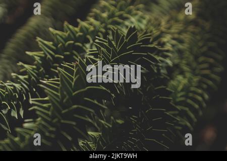 A closeup shot of Araucaria araucana branches on blurry background Stock Photo