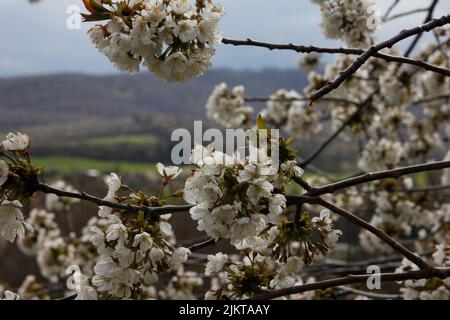 Gros plan de fleurs de cerisier blanc sur des tigres d'arbre sur un arrière-plan flou Banque D'Images