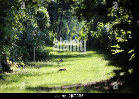 A mesmerizing view of two Rabbits hiding in the grass in a beautiful park in Berlin, Germany Stock Photo