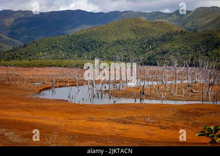 Drowned forest in Blue River Provincial Park, Southern Province, New Caledonia Banque D'Images