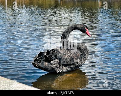 Un gros plan d'un élégant cygne noir réfléchi dans une eau bleue de lac Banque D'Images