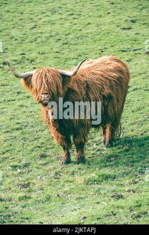 A closeup shot of a fluffy Scottish Highland Cow on grassland Banque D'Images