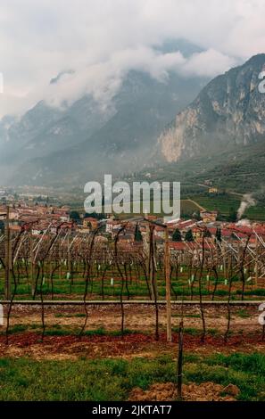 A beautiful shot of the vineyard at Riva del Garda on Lake Garda during daytime, Italy Banque D'Images