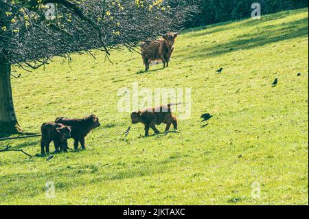 A beautiful shot of a group of fluffy Scottish Highland Cows grazing on grassland sunny farm Stock Photo