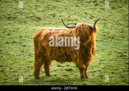 A closeup shot of a fluffy Scottish Highland Cow on grassland Banque D'Images