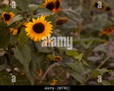 A closeup shot of blossom Common sunflowers with green leaves in the garden Stock Photo