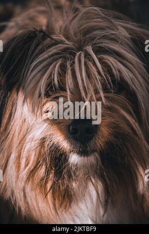 A closeup detail shot of a Pyrenean Sheepdog fluffy dog Banque D'Images