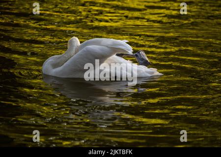 Une belle photo d'un cygne muet nageant sur de l'eau rouge brillante Banque D'Images