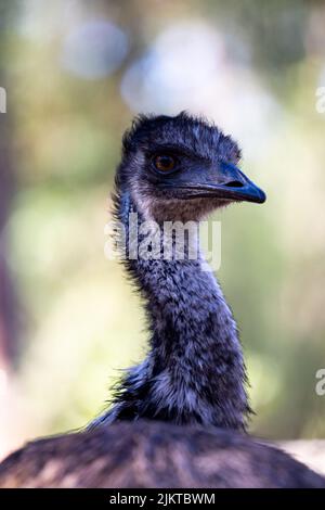 Closeup shallow focus portrait of Emu bird, Australia's tallest native bird Stock Photo