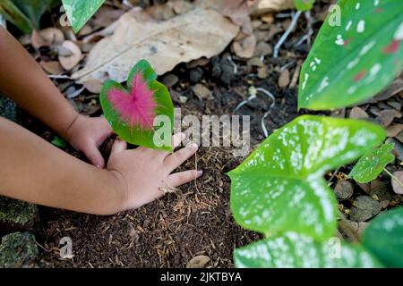 Child's hands planting red clone caladium leaf in the soil in nature Banque D'Images