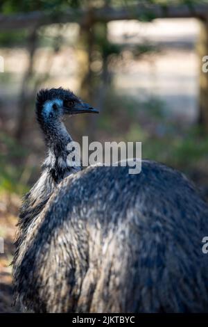 Shallow focus vertical shot of Emu bird, Australia's tallest native bird Stock Photo