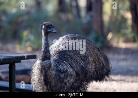 Shallow focus shot of Emu bird, Australia's tallest native bird Stock Photo