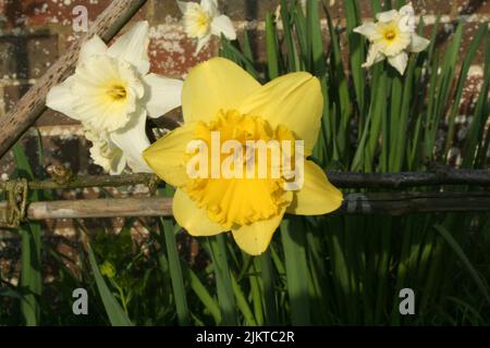 A closeup of beautiful narcissus flowers in a garden Stock Photo