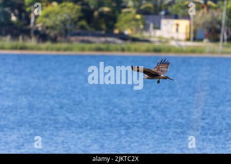 Le cerf-volant (Rostrhamus sociabilis), un oiseau de proie volant au-dessus de l'eau avec un escargot fraîchement pêché Banque D'Images
