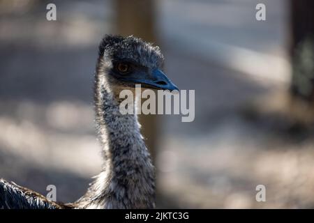 Shallow focus shot of Emu bird, Australia's tallest native bird Stock Photo