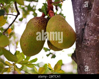 A closeup shot of an exotic jackfruit hanging from the tree branch in Malaysia Stock Photo