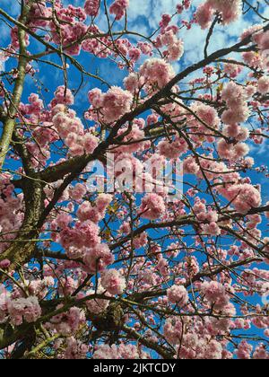 Un cliché vertical de branches de cerisiers en fleurs densément couvertes de fleurs roses sous un ciel clair Banque D'Images