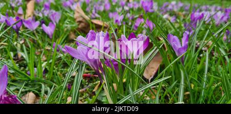 Un gros plan de magnifiques crocuses violettes Banque D'Images