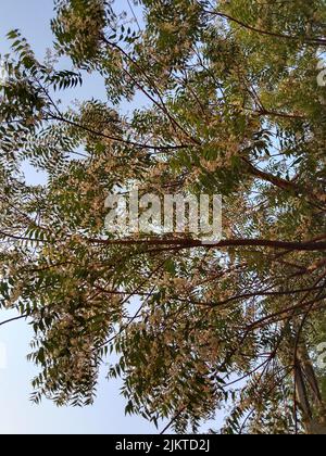 A low angle view of Neem flowers on a tree with a blue sky background Stock Photo