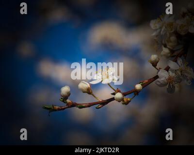 Une photo sélective des cerisiers en fleurs Banque D'Images