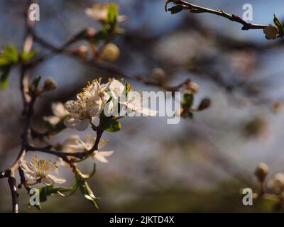 Une photo sélective des cerisiers en fleurs Banque D'Images