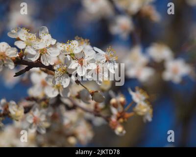 Une photo sélective des cerisiers en fleurs Banque D'Images