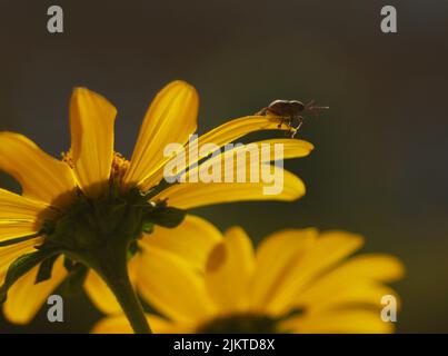 Close-up of an Acorn Weevil on the petal of a Golden Sundrop flower. Banque D'Images