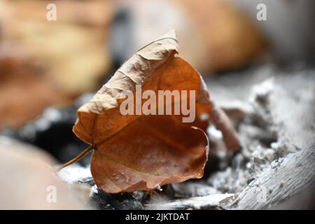 A closeup shot of a fallen dry leaf Banque D'Images