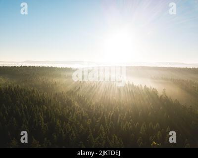 Belle prévision chargée par des rayons de soleil dorés. Banque D'Images