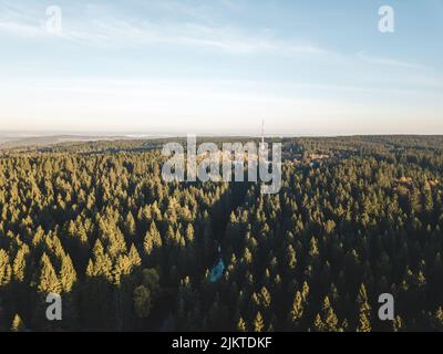 Belle prévision chargée par des rayons de soleil dorés. Banque D'Images