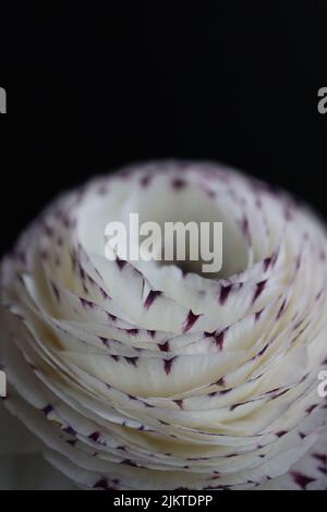 Le cliché vertical d'un petit Buttercup ou Ranunculus isolé sur un fond noir Banque D'Images