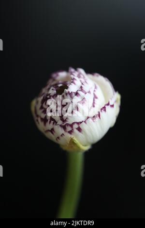 Une fleur de Ranunculus double Buttercup blanche et rose sur fond sombre Banque D'Images