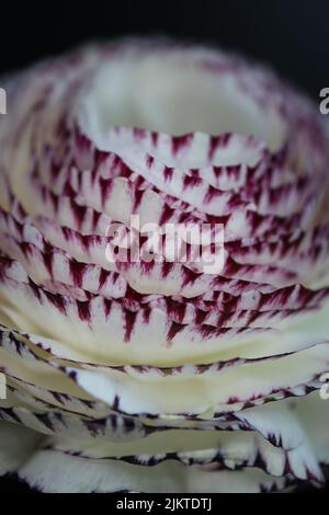 La macro verticale d'un motif violet blanc petit Buttercup ou Ranunculus isolé sur un fond noir Banque D'Images