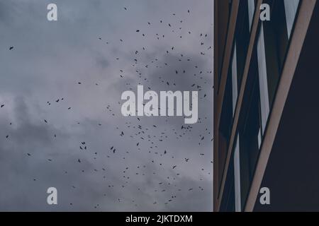 Une photo de ciel à angle bas avec des oiseaux volants près du bâtiment Banque D'Images